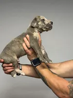 Flint, a male Great Dane for sale in Homer City, PA – 5 of 6