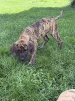 Ember, a female Great Dane for sale in Homer City, PA – 3 of 3
