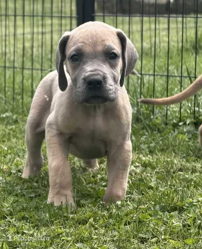Everly – Great Dane puppy for sale in Homer City, PA
