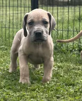 Everly, a female Great Dane for sale in Homer City, PA – 1 of 3