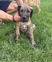Ember, a female Great Dane for sale in Homer City, PA – 2 of 3