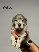 Felix, a male Great Dane for sale in Homer City, PA – 3 of 4