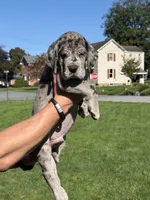 Falcon, a male Great Dane for sale in Homer City, PA – 1 of 4