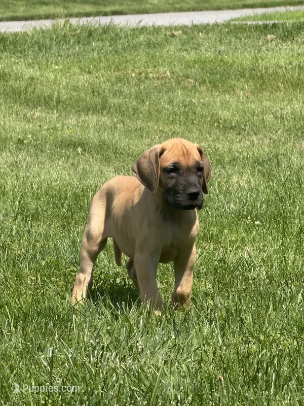 Evie – Great Dane puppy for sale in Homer City, PA