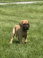 Evie, a female Great Dane for sale in Homer City, PA – 1 of 2
