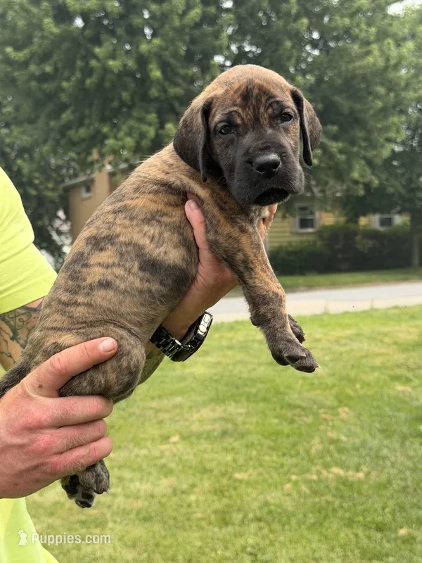 Eli – Great Dane puppy for sale in Homer City, PA