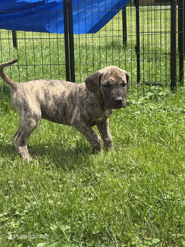Valerie – Great Dane puppy for sale in Homer City, PA