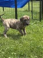 Valerie, a female Great Dane for sale in Homer City, PA – 1 of 3
