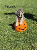 Falcon, a male Great Dane for sale in Homer City, PA – 2 of 4