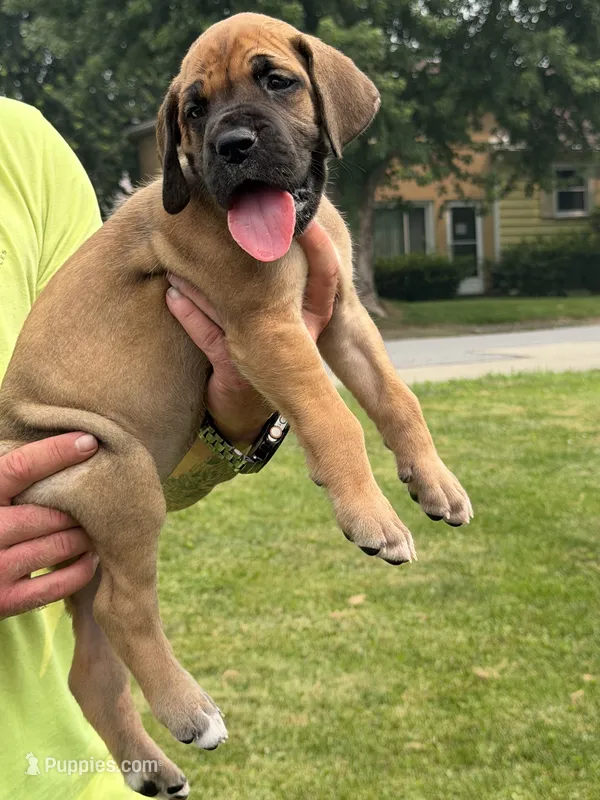 Duke – Great Dane puppy for sale in Homer City, PA