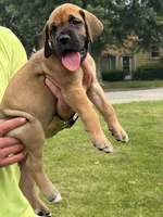 Duke, a male Great Dane for sale in Homer City, PA – 1 of 1
