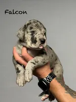 Falcon, a male Great Dane for sale in Homer City, PA – 4 of 4