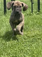 Valerie, a female Great Dane for sale in Homer City, PA – 2 of 3