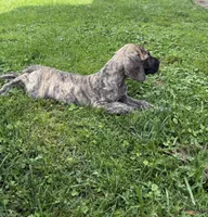 Valerie, a female Great Dane for sale in Homer City, PA – 3 of 3