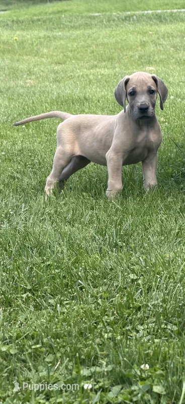 Everly – Great Dane puppy for sale in Homer City, PA