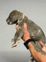Flint, a male Great Dane for sale in Homer City, PA – 6 of 6