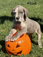 Flint, a male Great Dane for sale in Homer City, PA – 1 of 6