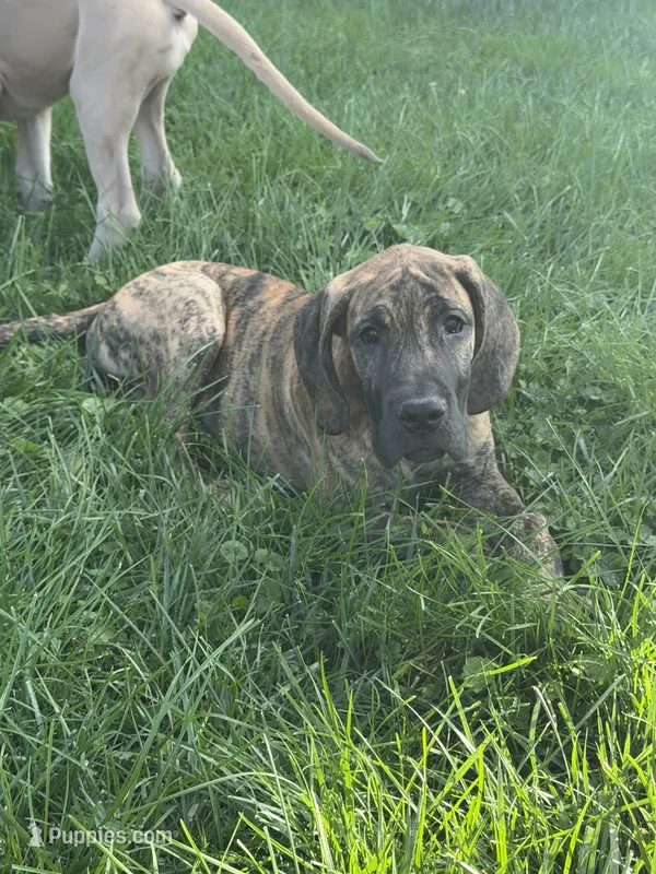 Ember – Great Dane puppy on hold in Homer City, PA