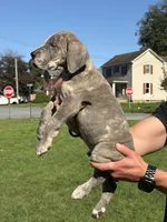 Flint, a male Great Dane for sale in Homer City, PA – 2 of 6