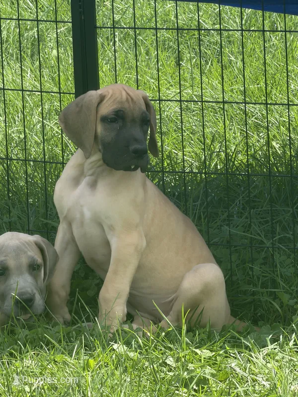 Evie – Great Dane puppy for sale in Homer City, PA