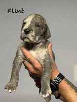 Flint, a male Great Dane for sale in Homer City, PA – 4 of 6