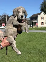 Flint, a male Great Dane for sale in Homer City, PA – 3 of 6