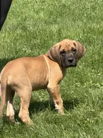 Duke, a male Great Dane for sale in Homer City, PA – 3 of 3