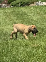 Evie, a female Great Dane for sale in Homer City, PA – 2 of 2