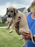 Everly, a female Great Dane for sale in Homer City, PA – 2 of 3