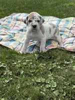 Full Euro Cleo, a female Great Dane for sale in Homer City, PA – Photo 3 of 7