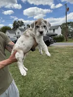 Full Euro Cleo, a female Great Dane for sale in Homer City, PA – Photo 2 of 7