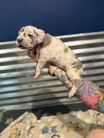 Full Euro Cleo, a female Great Dane for sale in Homer City, PA – Photo 5 of 7