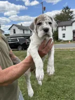 Full Euro Cleo, a female Great Dane for sale in Homer City, PA – Photo 1 of 7