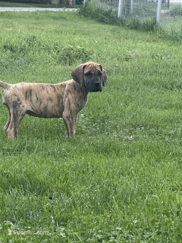 Elsa – Great Dane puppy for sale in Homer City, PA