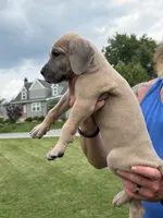 Everly, a female Great Dane for sale in Homer City, PA – 3 of 3