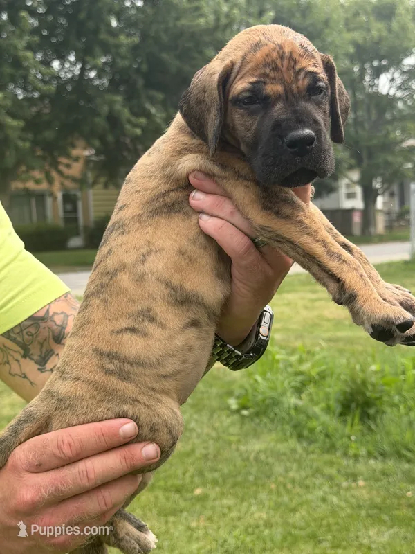 Elsa – Great Dane puppy for sale in Homer City, PA