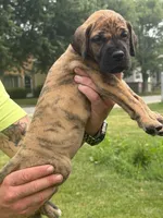 Elsa, a female Great Dane for sale in Homer City, PA – 1 of 1