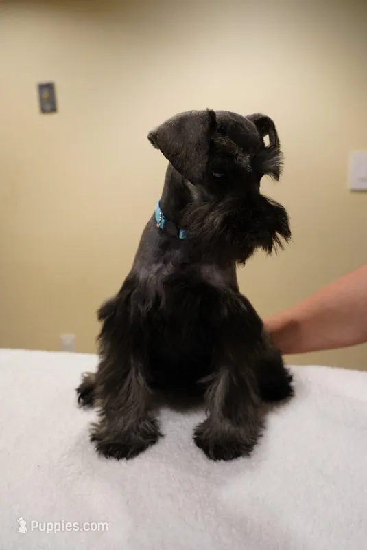 AKC Blue Collar Black and Pepper – Miniature Schnauzer puppy for sale in Miami, FL