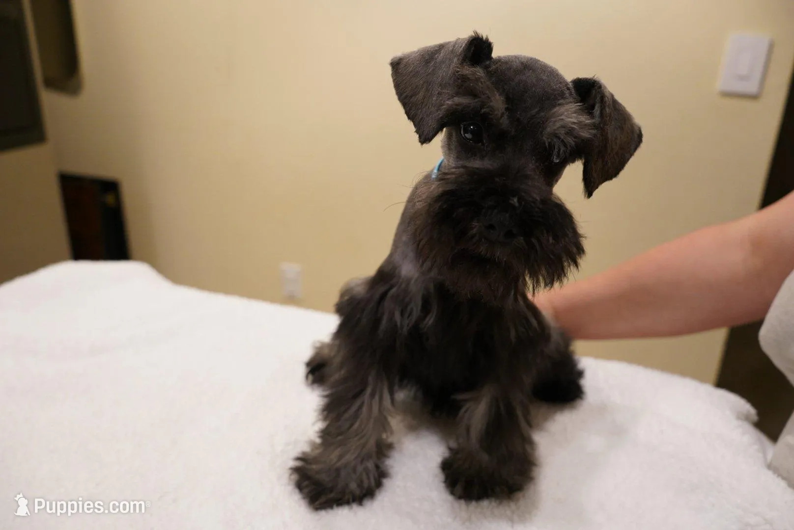 AKC Blue Collar Black and Pepper, a male Miniature Schnauzer for sale in Miami, FL – Photo 2 of 6