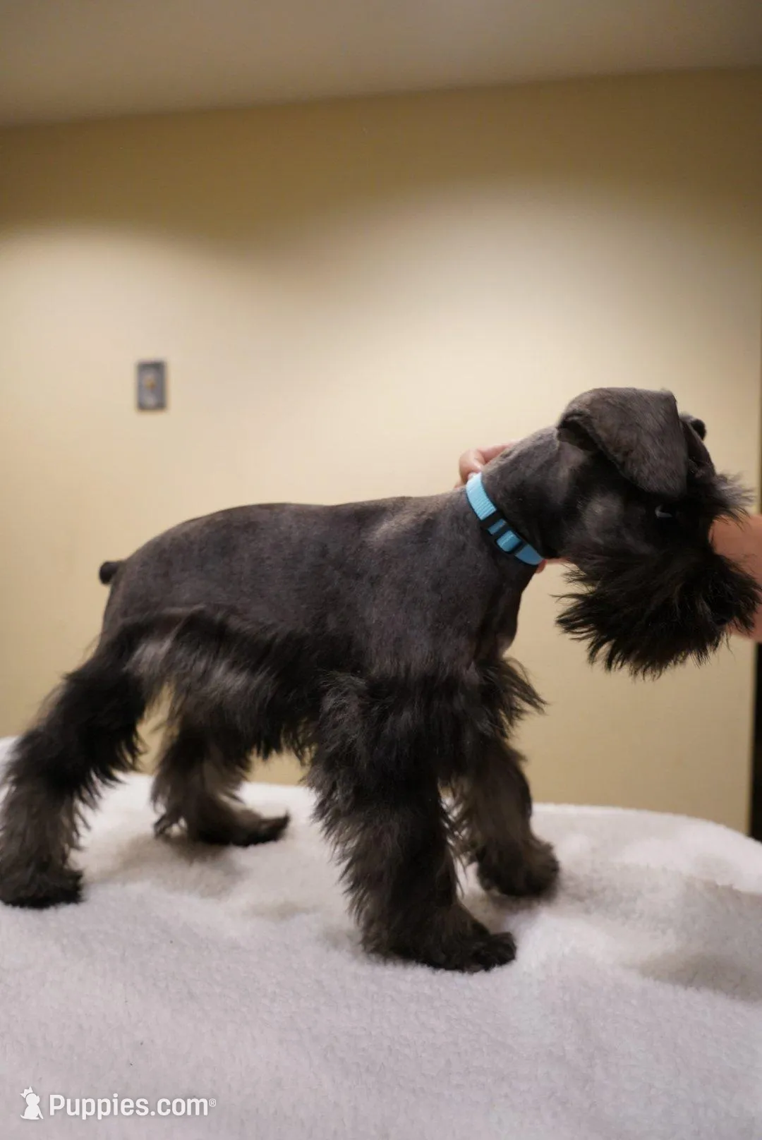 AKC Blue Collar Black and Pepper, a male Miniature Schnauzer for sale in Miami, FL – Photo 4 of 6