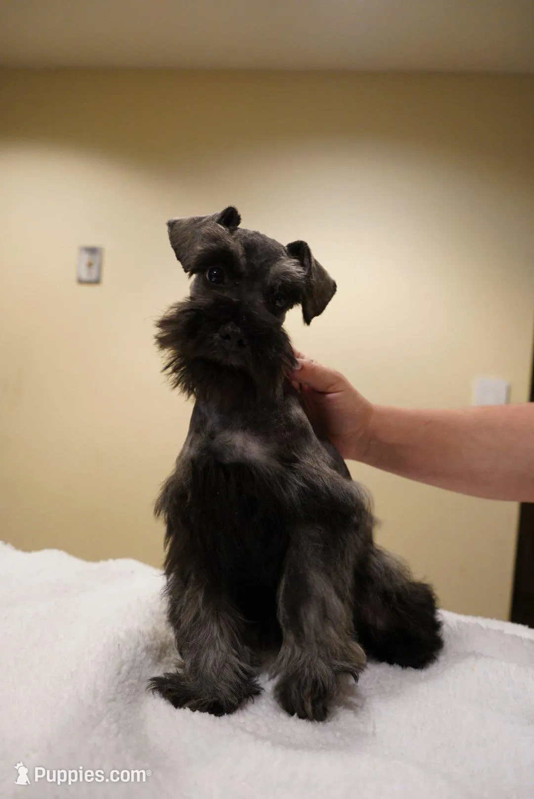AKC Blue Collar Black and Pepper, a male Miniature Schnauzer for sale in Miami, FL – Photo 5 of 6