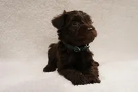 Green, a male Miniature Schnauzer for sale in Miami, FL – Photo 1 of 5