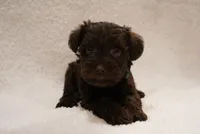 Green, a male Miniature Schnauzer for sale in Miami, FL – Photo 2 of 5