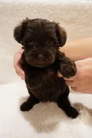 Green, a male Miniature Schnauzer for sale in Miami, FL – Photo 4 of 5