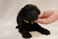 Yellow, a male Miniature Schnauzer for sale in Miami, FL – Photo 2 of 4