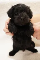 Yellow, a male Miniature Schnauzer for sale in Miami, FL – Photo 3 of 4