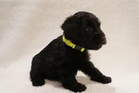 Yellow, a male Miniature Schnauzer for sale in Miami, FL – Photo 1 of 4