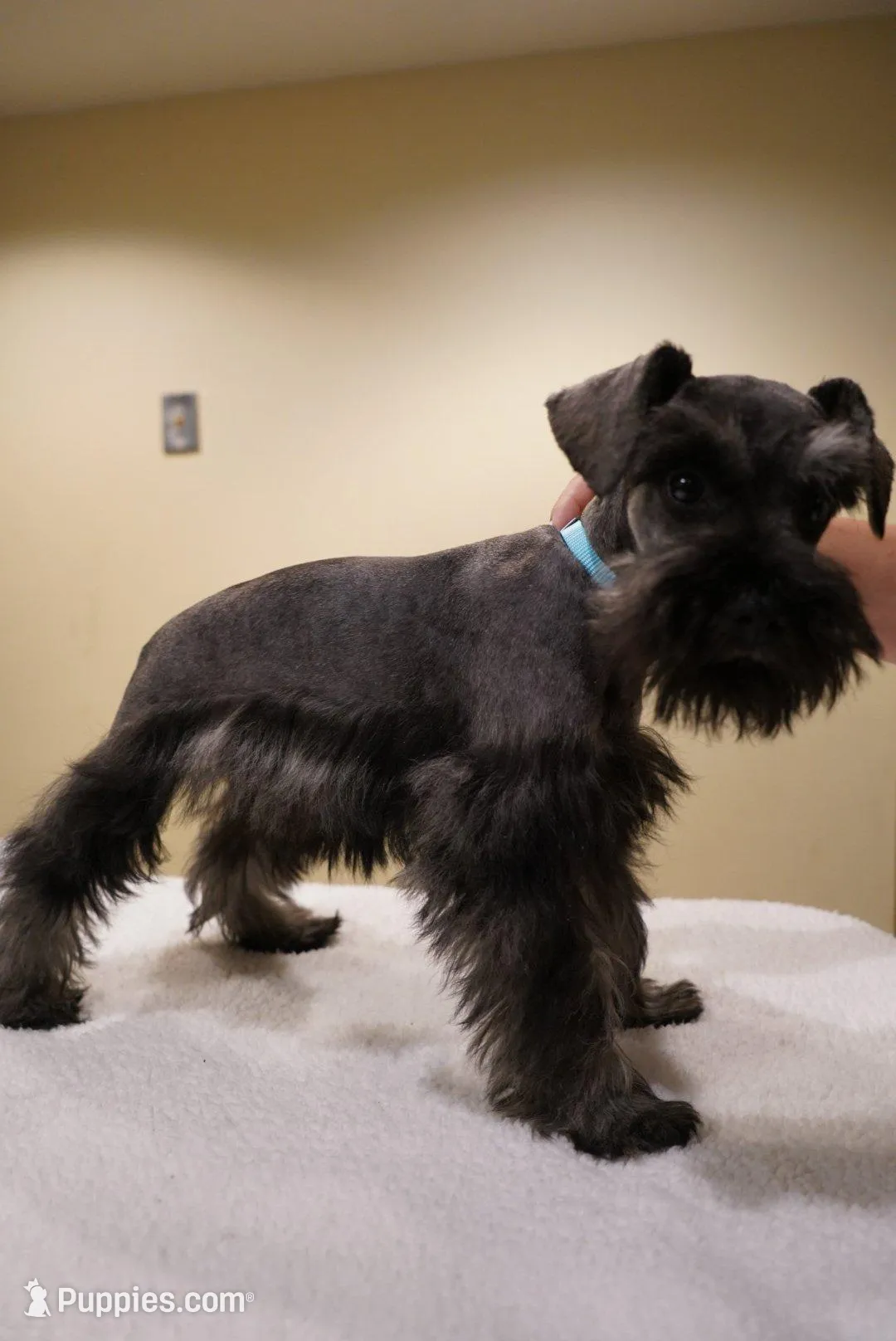 AKC Blue Collar Black and Pepper, a male Miniature Schnauzer for sale in Miami, FL – Photo 3 of 6