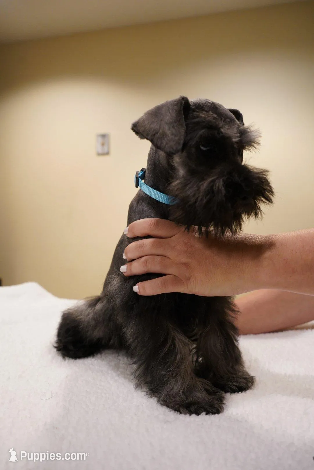 AKC Blue Collar Black and Pepper, a male Miniature Schnauzer for sale in Miami, FL – Photo 6 of 6
