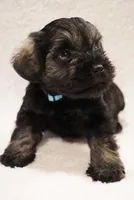 Blue, a male Miniature Schnauzer for sale in Miami, FL – Photo 3 of 4